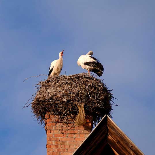 Birds nesting on a Chimney